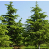 供应的雪松苗木