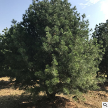 长期种植出售3米白皮松带土球发货土壤适应强工程绿化3米白皮松