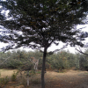 榉树 山东泰安榉树10公分以上 冠幅饱满 树型优美 苗圃直销