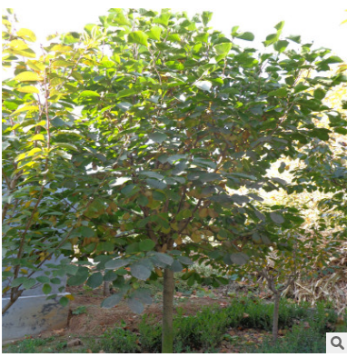 园林绿化苗木 紫玉兰 白玉兰树苗10公分以上 树型优美 不偏冠