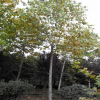 供应绿化苗木 泰安马褂木/鹅掌楸14公分以上 树冠饱满 树型优美