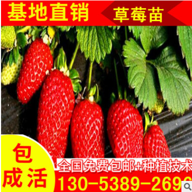 山东 园艺场批发自产自销地栽草莓苗 不同年份 草莓种苗