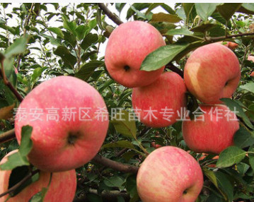 现货供应苹果苗 批发优质高产量苹果苗 苹果苗价格 苹果苗果园