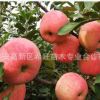 现货供应苹果苗 批发优质高产量苹果苗 苹果苗价格 苹果苗果园