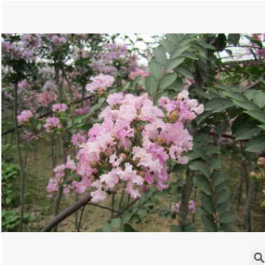 产地直销紫薇树苗 3-4-5-6公分工程紫薇 红火箭 百日红 十堰紫薇