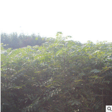 泰安红油香椿树全新上市了 绿沃苗木销售中心特价批发优质香椿树
