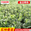 厂家直销批发工程绿化苗金边黄杨 金边黄杨苗量大优惠