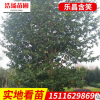 基地直销绿化苗木 乐昌含笑 规格齐全 乐昌含笑小苗批发货源充足