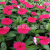 长期供应长春花 盆栽花卉长春花苗 庭院观赏花卉