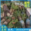苏铁批发 铁树盆栽 绿化苗木 工程绿化苗