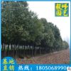 香樟批发 园林绿化苗木 香樟树 风景树 厂家直销
