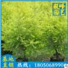 黄金宝树 黄金香柳 千层金批发 福建种植基地 盆栽花卉