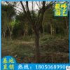 红皮榕漳州种植基地 大量批发 厂家直销 量大从优