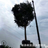槐树园林 工程苗绿化苗 国槐树苗 实物拍摄 行道树 价格优惠
