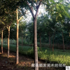 行道风景树景观绿化用国槐 规格齐全道路公园绿化国槐树