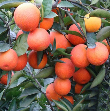 厂家批发销售血橙树苗 优质果树苗 汁多味浓血橙 量大优惠