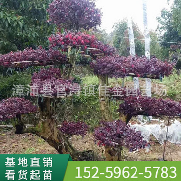 福建漳州红花檵木桩 绿植批发 厂家直销行道庭院园林景观绿化工程