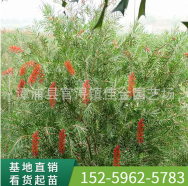 福建串钱柳、红千层绿植批发 厂家直销行道庭院园林景观绿化工程