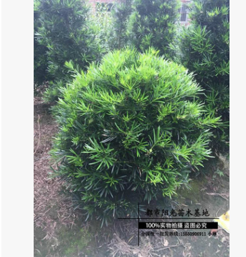精品圆球罗汉松造型 带大土球 盆栽高档四季常绿