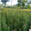 销售工程苗圃庭院用苗 三角枫树苗米径3CM 规格齐全