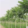 厂家直销常绿乔木优质臭椿苗木 各种绿化树苗园林植物