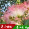 工程绿化苗合欢树批发 绒花树规格齐全合欢小苗 园林观赏乔木