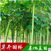 苗木青桐树苗 移栽青桐 开紫花泡桐树苗 中国梧桐树苗基地发货