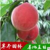 桃树批发 桃树苗新品种 毛桃树 油桃树 占地桃树苗