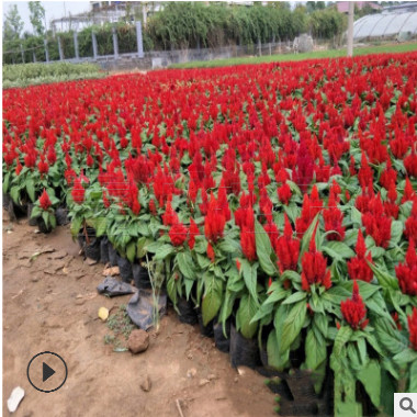 色彩造型鸡冠花 一支笔鸡冠花价格 青州世纪红鸡冠花优惠价供应