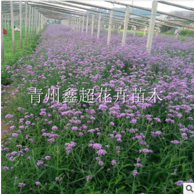 花海景观创意 建设 柳叶马鞭草 薰衣草花海用花供应