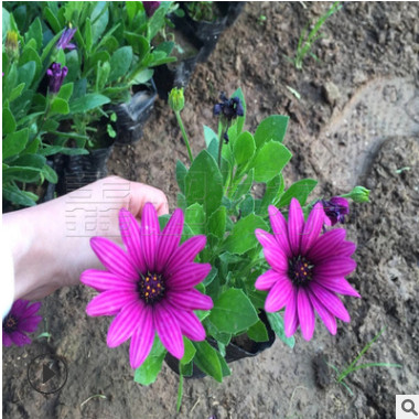 营养钵南非万寿菊 南非万寿菊花苗基地出售 秋季时令草花大全