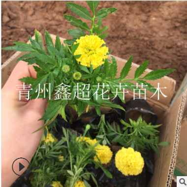 营养钵万寿菊 青州万寿菊花苗报价 万寿菊栽植注意事项