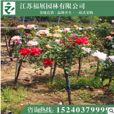 树状月季花 庭院栽植 多色月季 基地直销