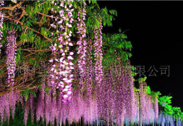 大量供应优质紫藤 庭院别墅美化5年苗木价格70元,大小都有