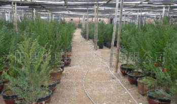 大量出售东北红豆杉苗高120公分左右120元 其它规格和红豆杉种子