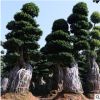 福建直销提根榕胸径80cm移植苗孔雀根景观行道树南安根小叶榕桩头