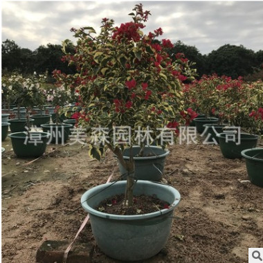 嫁接花叶大红 叶子花三角梅盆栽 工程绿化苗木苗圃基地一手货源直