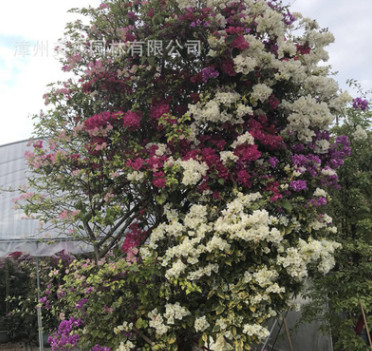 三角梅叶子花 园林基地直销家居庭院常绿无刺多色嫁接三角花盆栽