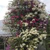 三角梅叶子花 园林基地直销家居庭院常绿无刺多色嫁接三角花盆栽