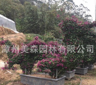 三角梅叶子花 动物造型 龙 百亩基地三角梅种植基地量大从优