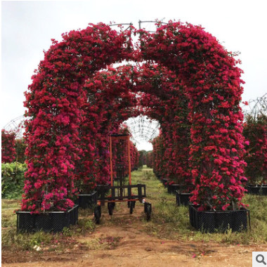 爱心拱门植物 园林基地供应婚庆现场爱心拱门植物工艺造型三角花