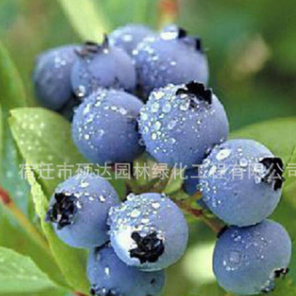 果树苗木批发蓝莓树苗新品种庭院盆栽果树苗兔眼蓝莓苗