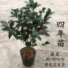 红赤丹山茶花盆栽六角大红树室内外带花苞花卉绿植盆栽龙岩茶花