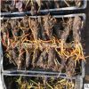 批发睡莲根块水生植物 颜色品种齐全观赏水生花卉 睡莲种苗大睡莲