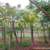 湖南苗木基地批发栾树 胸径8公分的栾树 现挖现卖