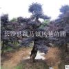 供应别墅园林绿化景观树湖南红花继木桩 价格优惠送货方便