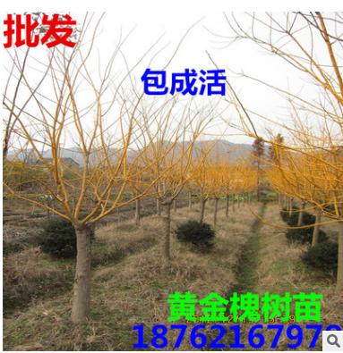 批发黄金槐 嫁接 金丝槐树苗 小苗23456公分南北方种植庭院种子