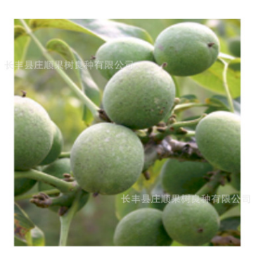 新丰核桃 辽核1号 辽核6号核桃苗树 耐寒抗病 可食用观赏核桃树苗