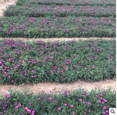 青州苗圃出售优质荷兰菊 耐干旱宿根花卉 量大从优