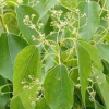 中国郴州兴盛易成活易种植香樟